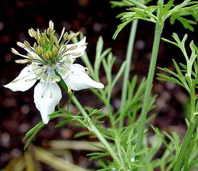 Black cumin seeds oil