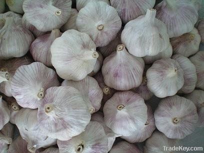 Fresh chinese normal white Garlic
