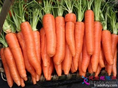 Chinese Fresh carrot