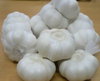 garlic offer