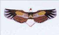 hawk kite