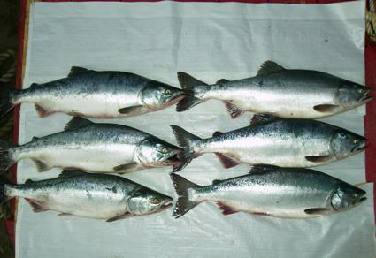 Frozen Pink Salmon