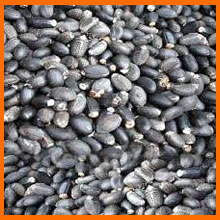 Jatropha Seeds Oil