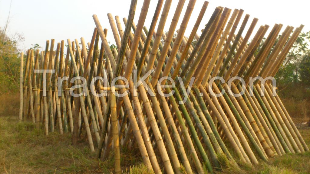 Bamboo Poles