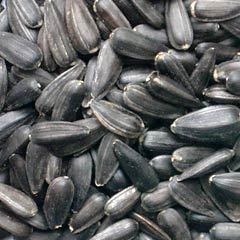 SUNFLOWER SEEDS FOR OIL PRODUCTION