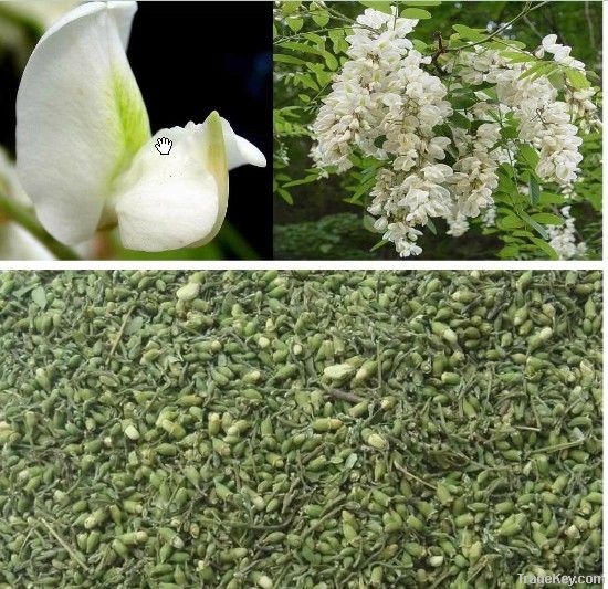 Japanese Pagodatree Flower-bud Extract