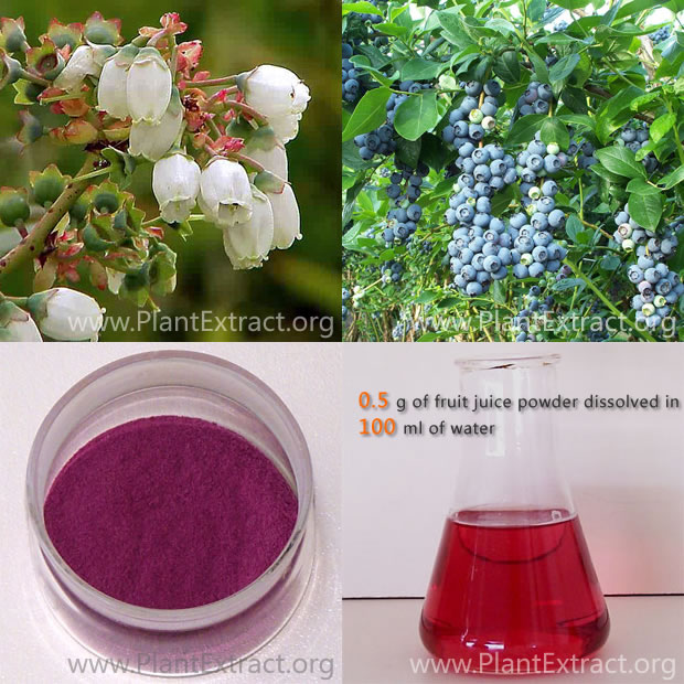 Blueberry fruit juice powder 6:1