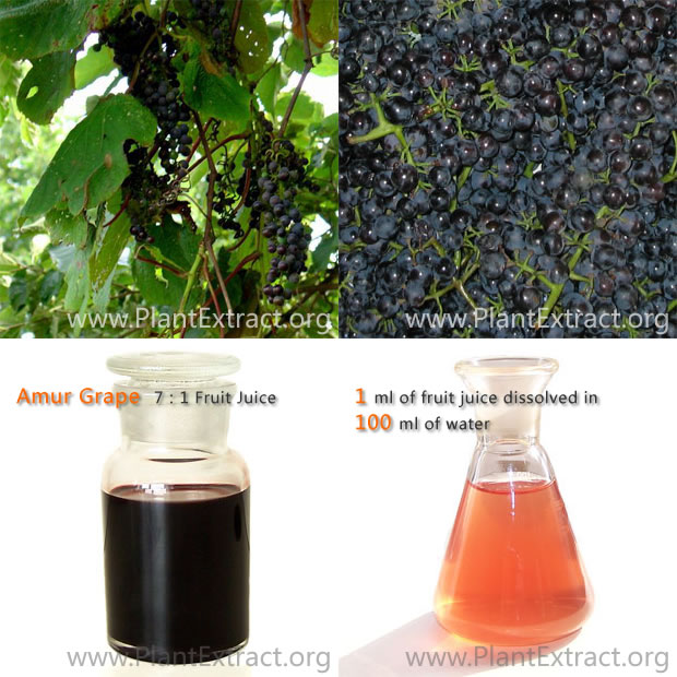 Amur grape fruit juice 7:1
