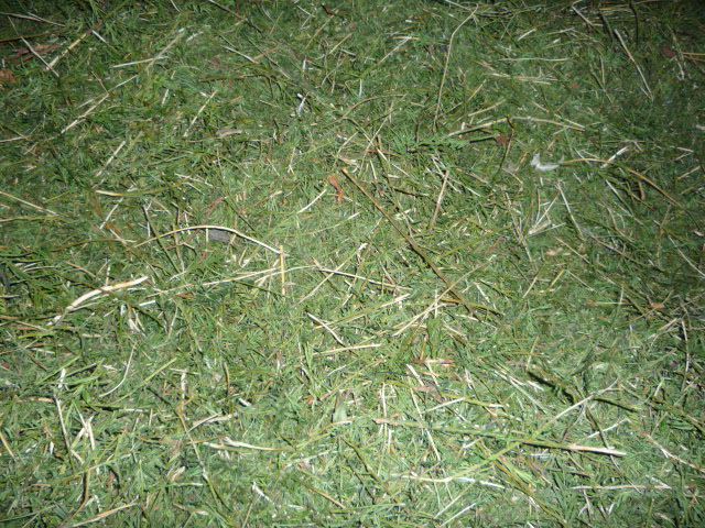 Dry Taxus baccata needles