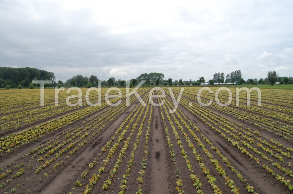 Forest and hedging plants