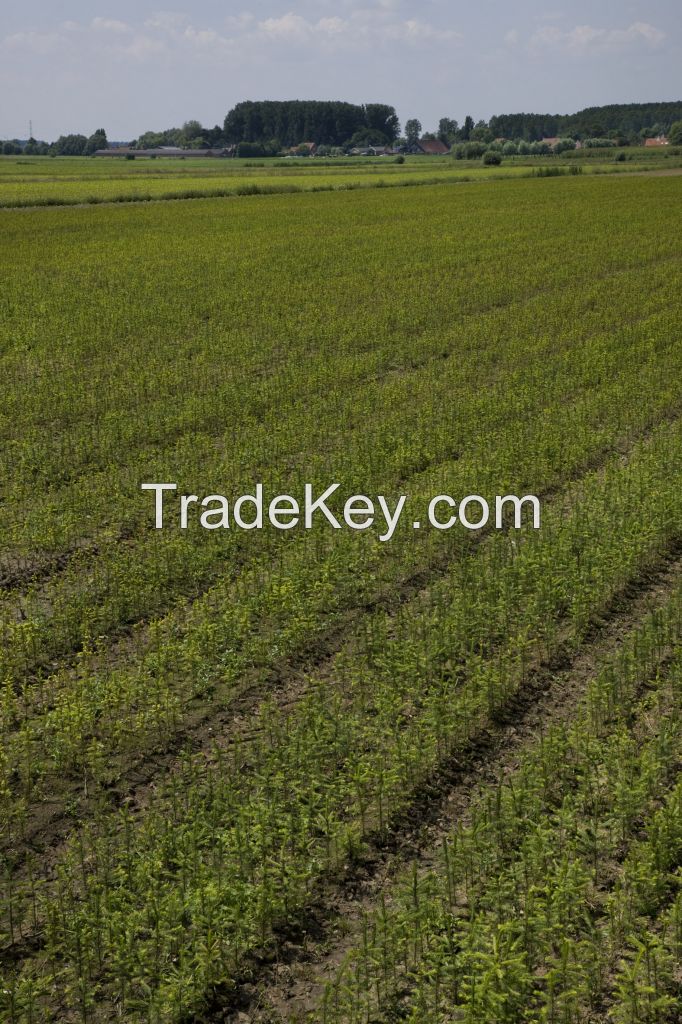 Forest and hedging plants