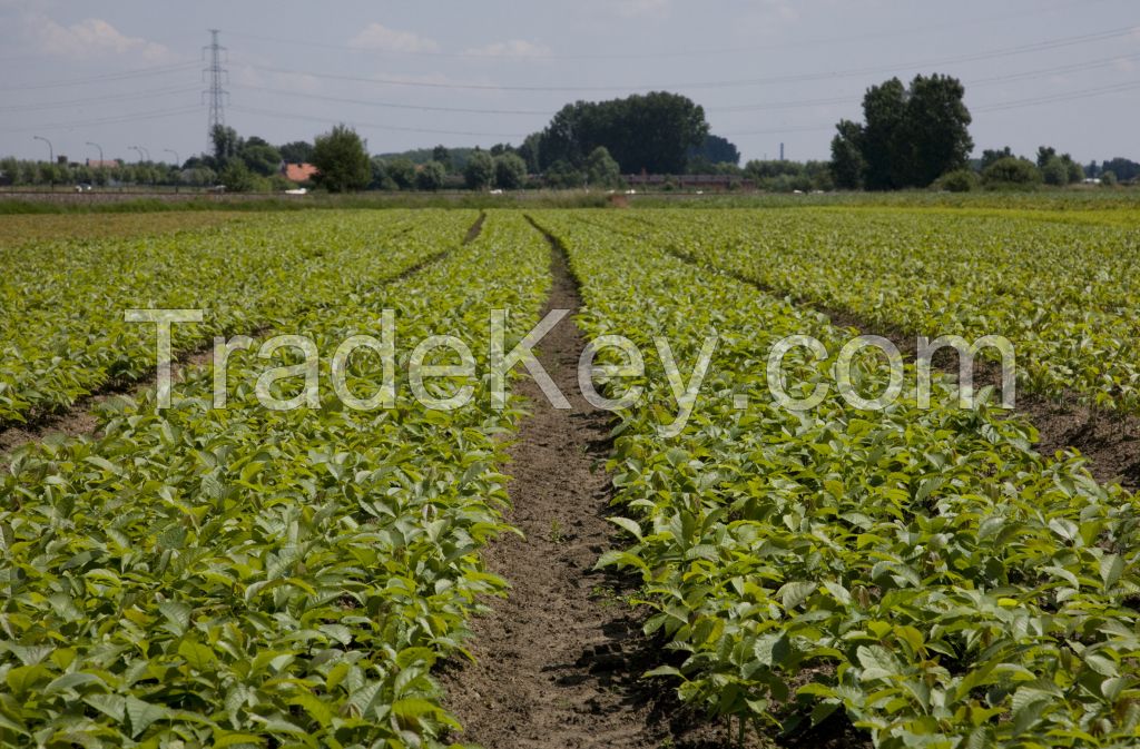 Forest and hedging plants