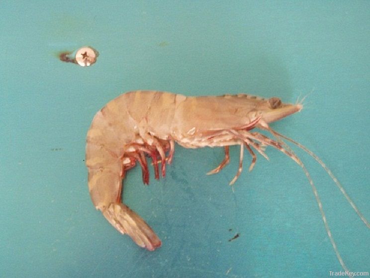 Fresh Tiger Prawn