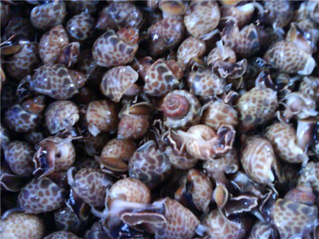 Baiga(live snail)