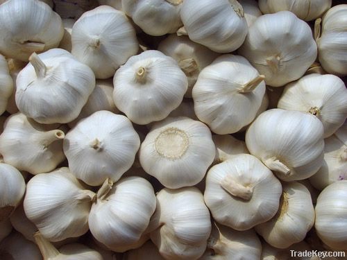 Garlic