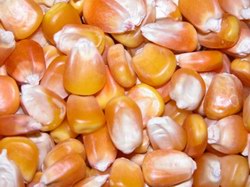 Maize | Maize Exporter | Corn Grain Seller | Maize Buyer | Bulk Maize Grain Importer | Corn bean Buyer | Corn bean Wholesaler | Corn Grain Manufacturer | Best Quality Corn Grain | Cheap Maize Supplier | Low Price Corn | Yellow Corn | White Cron | Baby Mai