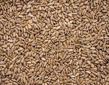 Hulled Sunflower Kernels - Bakery Grade Premium