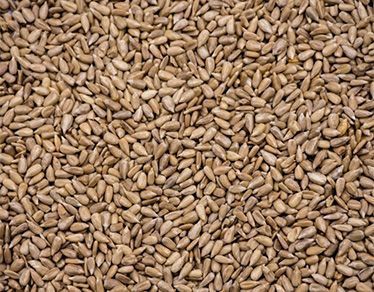 Hulled Sunflower Kernels - Bakery Grade Premium High Oleic