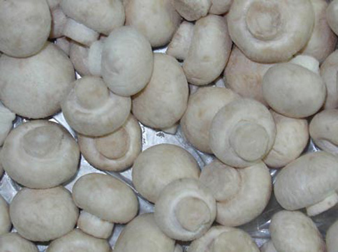 IQF Mushroom champignon Whole