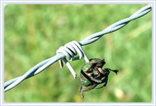 Galvanized Barbed Wire