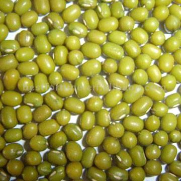 Green Mung Bean