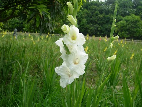 Flowers