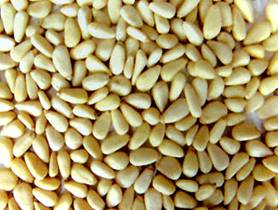 Pine Nut Kernels