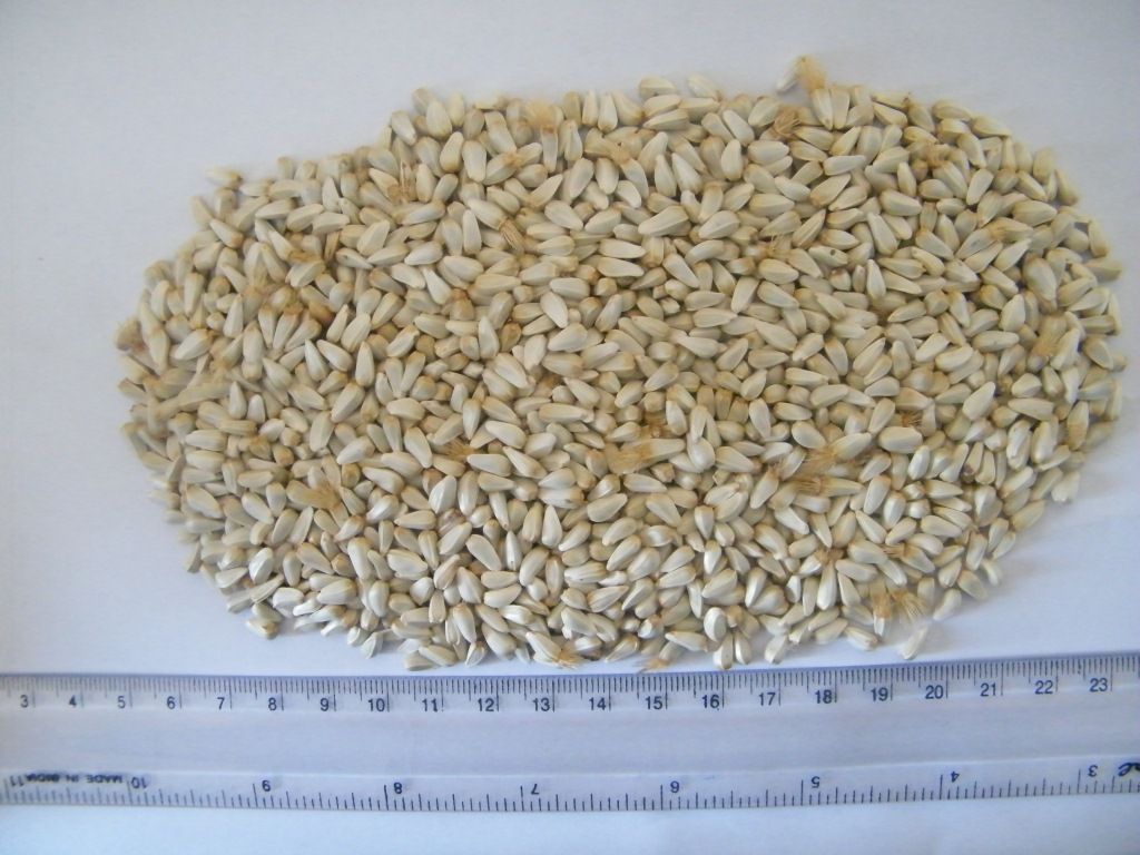 safflower seed