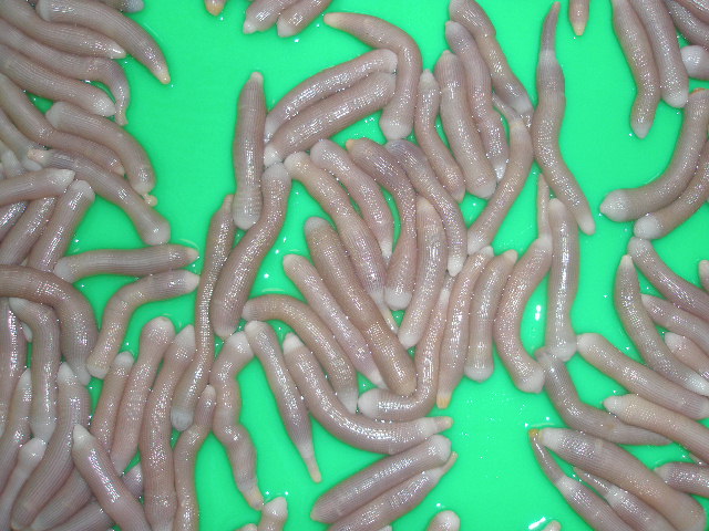worm  ( BIBI )from Viet Nam