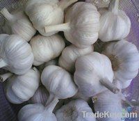 Fresh garlic