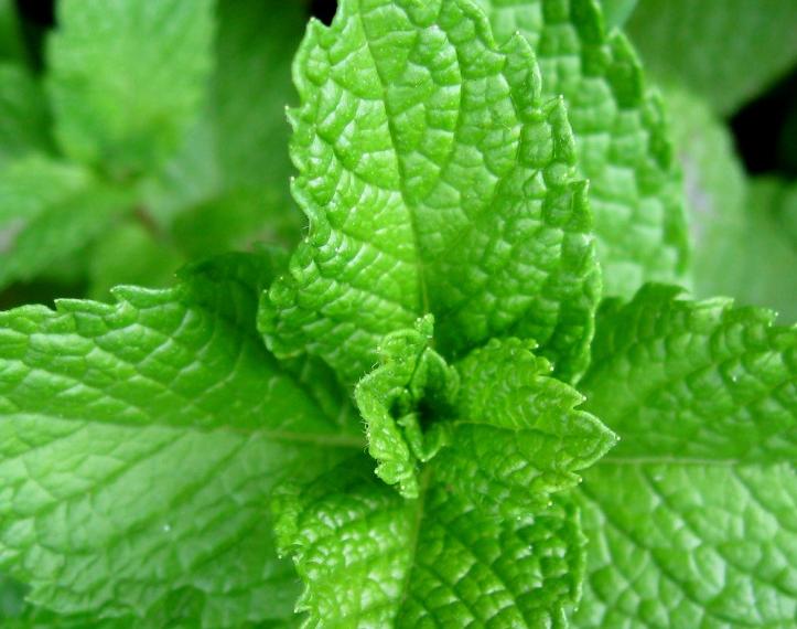 Natural peppermint oil