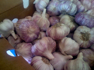 Argentine fresh Garlic