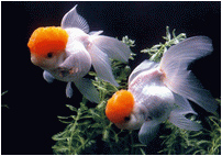 Red-cap Oranda