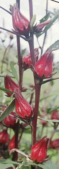 rosella flower importers,rosella flower buyers,rosella flower importer,buy rosella flower,rosella flower buyer,