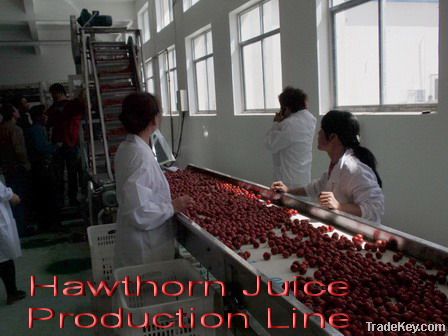 Hawthorn Juice Production Line