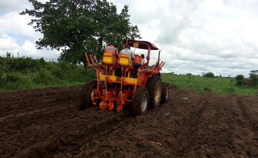 TWO ROWS CASSAVA SEED PLANTING MACHINE /CASSAVA PLANTER