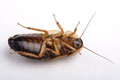 Cockroach Powder, Safest, non-contaminating, non-polluting
