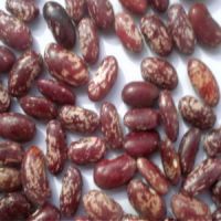 Purple Specklde Kidney Beans of northeast of China
