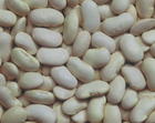 Japanese White Kidney Beans of northeast of China