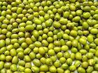 Gree Mung Beans of northeast of China