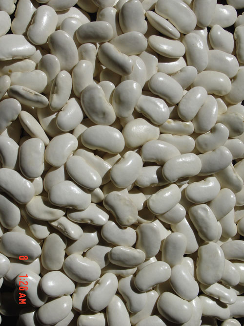 Large White Kidney Beans