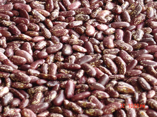 purple colored kidney beans