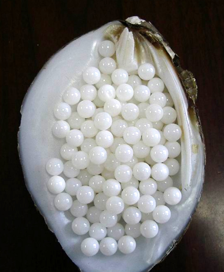 chinese white pearl nucleus