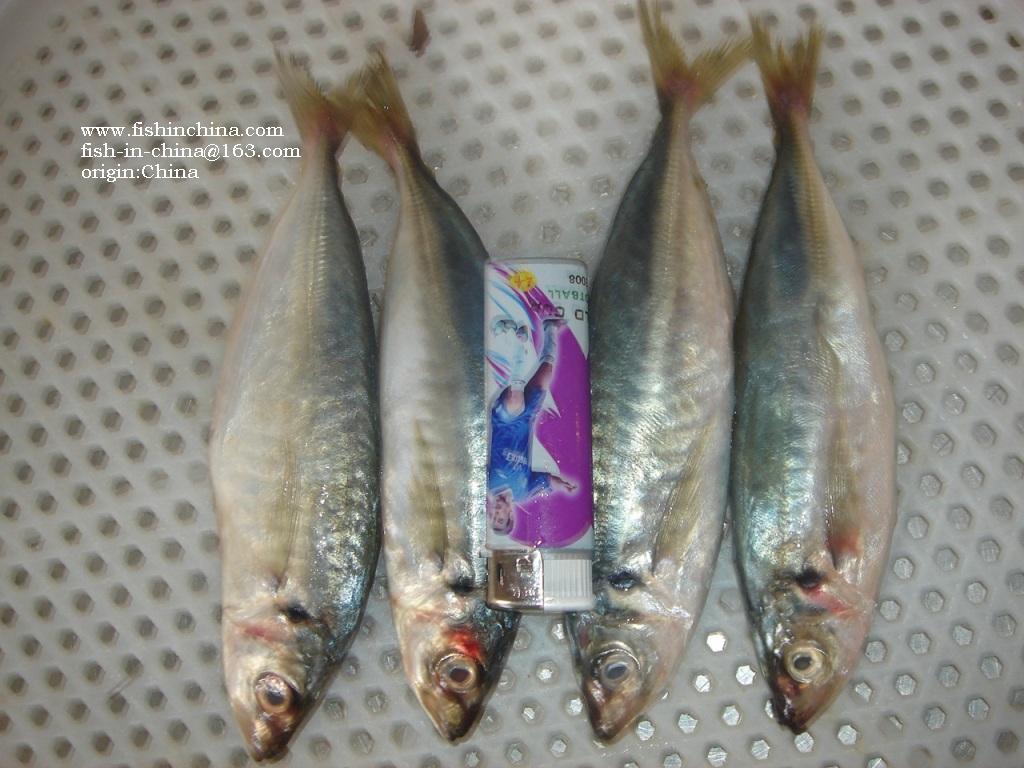 Horse Mackerel