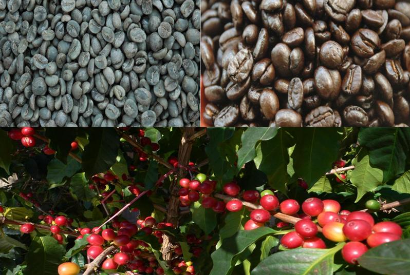 Arabica Green Coffee Bean