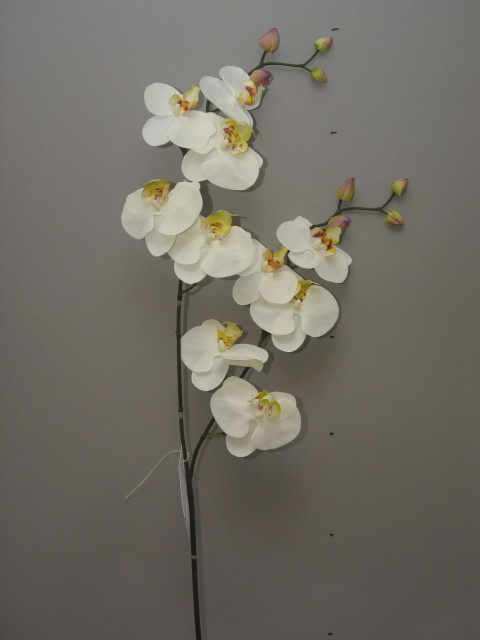 Phalaenopsis (orchid) x 2 cream