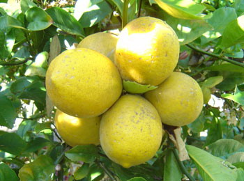 high quality Lemon