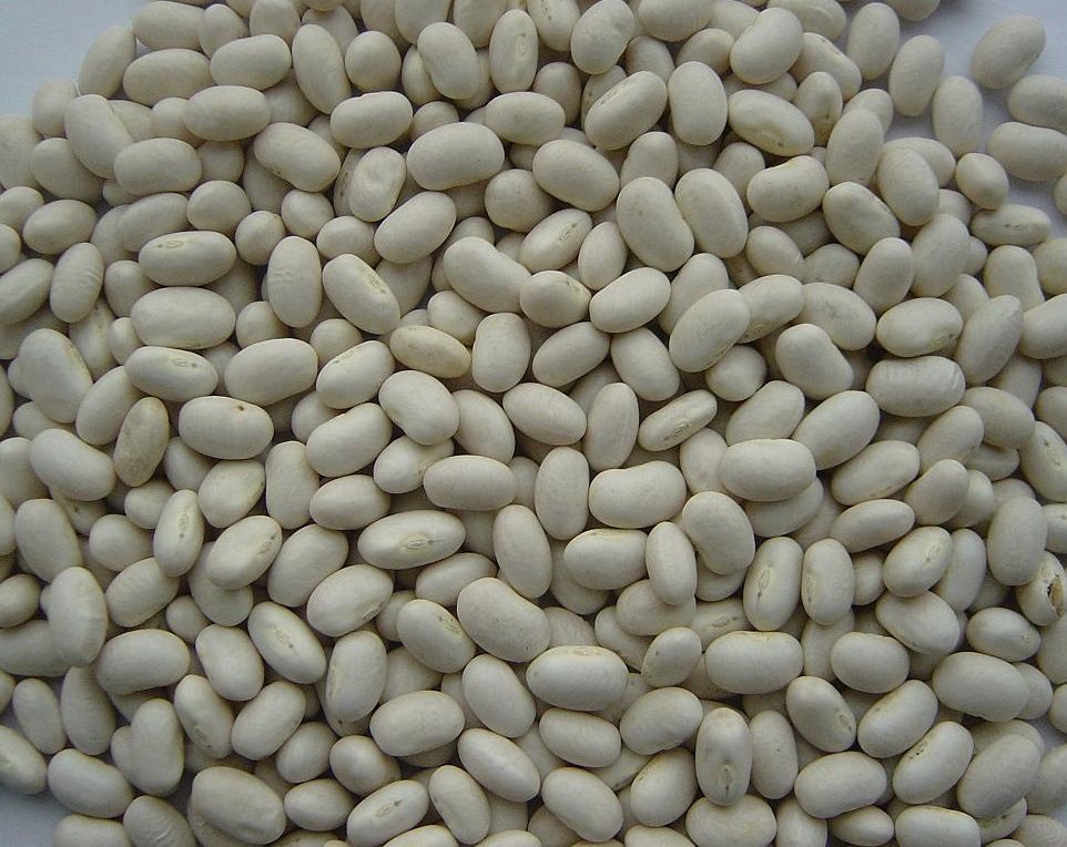 white kidney beans Japanese type