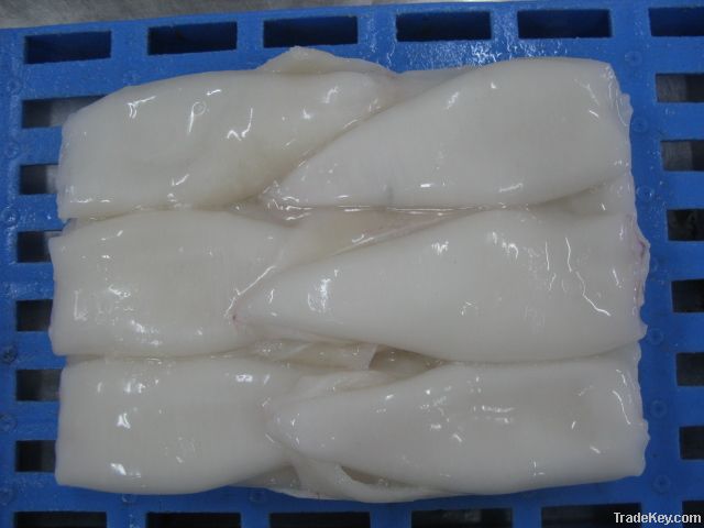 loligo chinensis squid