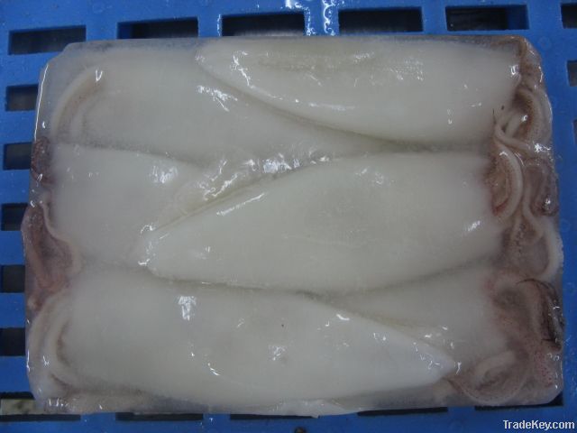 loligo chinensis squid